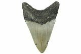 Serrated, Fossil Megalodon Tooth - North Carolina #294703-1